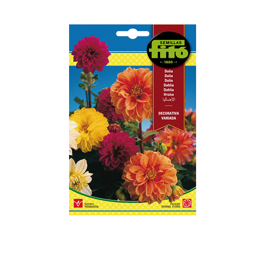 Imagen de DALIA DECORATIVA SUP