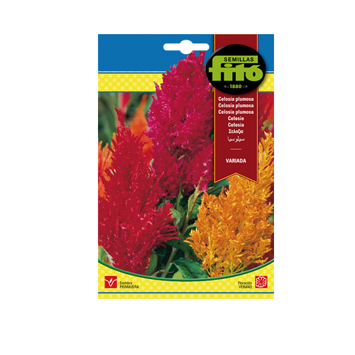 Imagen de CELOSIA PLUMOSA SUP